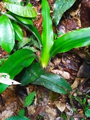 Disteganthus basilateralis