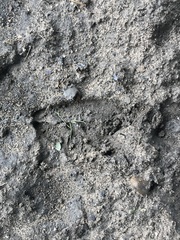 Odocoileus virginianus