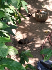 Notocitellus annulatus