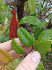 Metrosideros albiflora