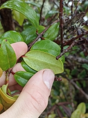 Metrosideros albiflora