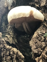Fungi
