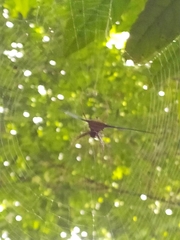 Micrathena cyanospina