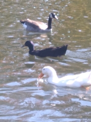 Branta canadensis