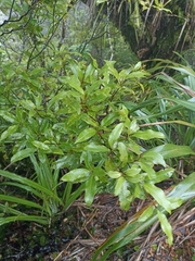 Coprosma dodonaeifolia