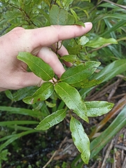 Coprosma dodonaeifolia