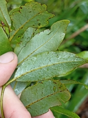 Coprosma dodonaeifolia