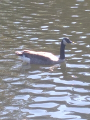 Branta canadensis
