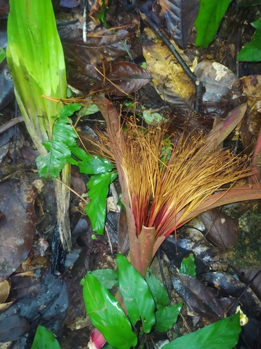 Image of Pachira insignis by (c) Guillaume Delaitre, some rights reserved (CC BY)