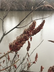 Rhus typhina
