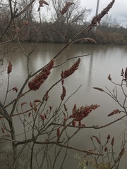 Rhus typhina