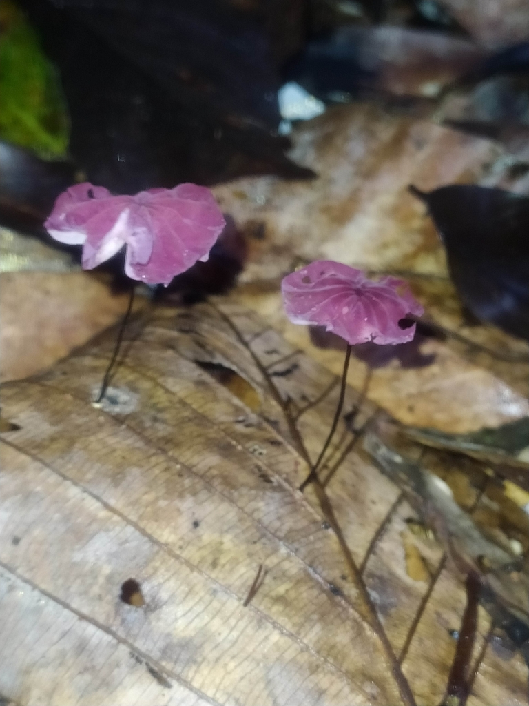 Marasmius haematocephalus · November 2021 · photo: © guillaume_delaitre (iNaturalist, cc-by)