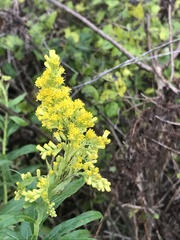 Solidago