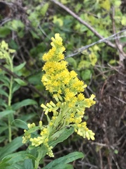 Solidago
