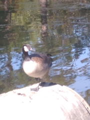 Branta canadensis
