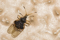 Acanthocheila armigera