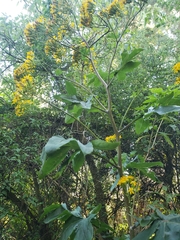 Roldana heracleifolia