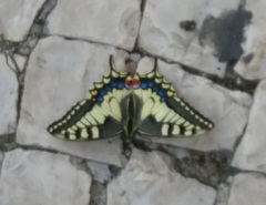 Papilio machaon