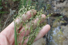 Scirpus pendulus