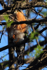 Accipiter rufiventris