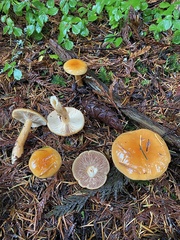 Lactarius luculentus laetus