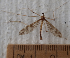 Mischoderus annuliferus