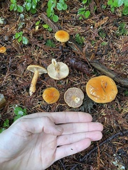 Lactarius luculentus laetus