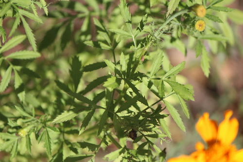 Image of Tagetes erecta by (c) José Belem Hernández Díaz, some rights reserved (CC BY)