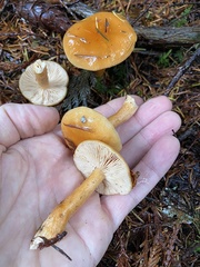 Lactarius luculentus laetus