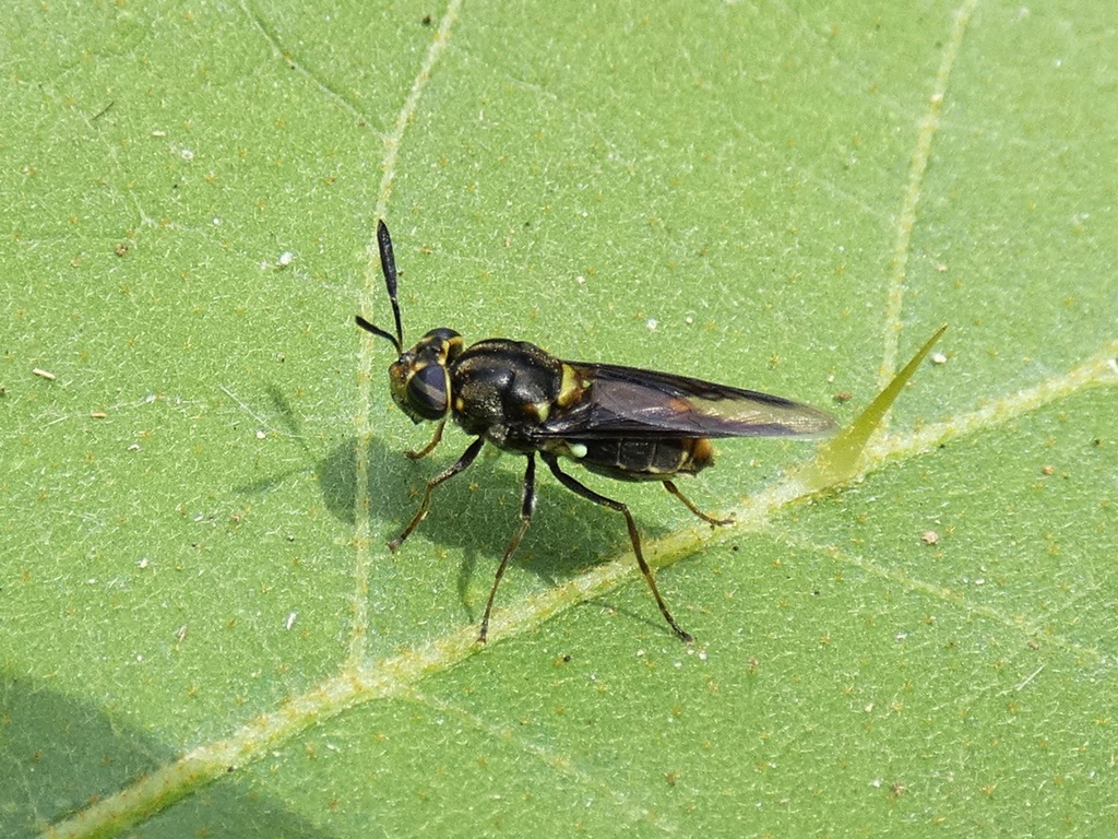 Hoplitimyia panamensis