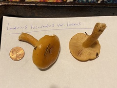Lactarius luculentus laetus