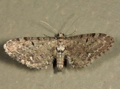 Eupithecia tripunctaria