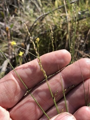 Melica imperfecta