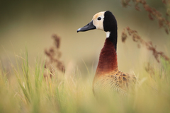 White-Faced Whistling-Duck photo 2