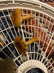 Lactarius luculentus laetus