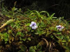Viola veronicifolia