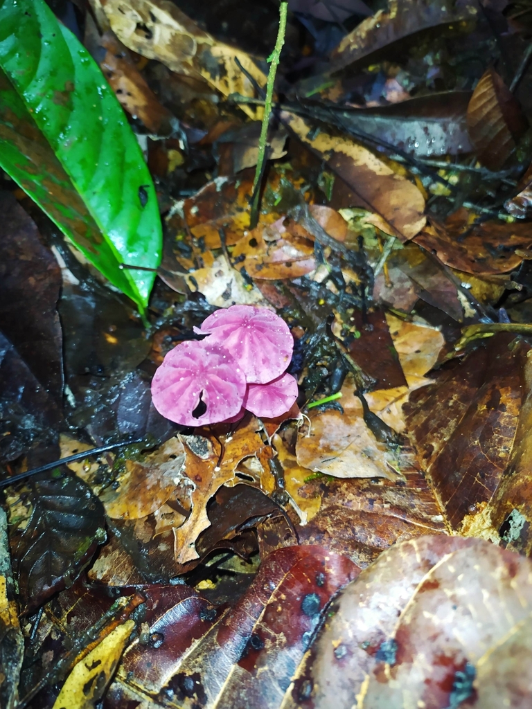 Marasmius haematocephalus · November 2021 · photo: © guillaume_delaitre (iNaturalist, cc-by)