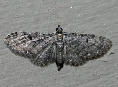 Eupithecia fletcherata
