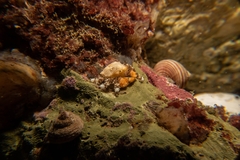 Phyllolithodes papillosus