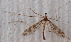 Mischoderus annuliferus