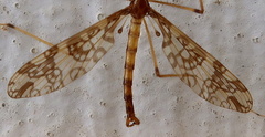 Mischoderus annuliferus