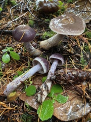 Cortinarius evernius