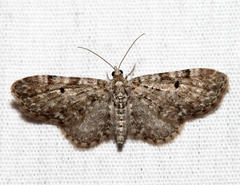 Eupithecia satyrata