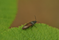 Acteniceromorphus spinosus