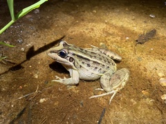 Leptodactylus latrans
