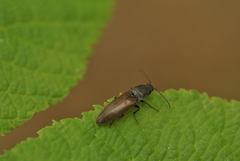 Acteniceromorphus spinosus