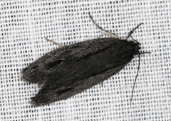 Aproopta melanchlaena