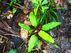 Disteganthus basilateralis