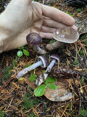 Cortinarius evernius
