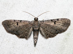Eupithecia strattonata